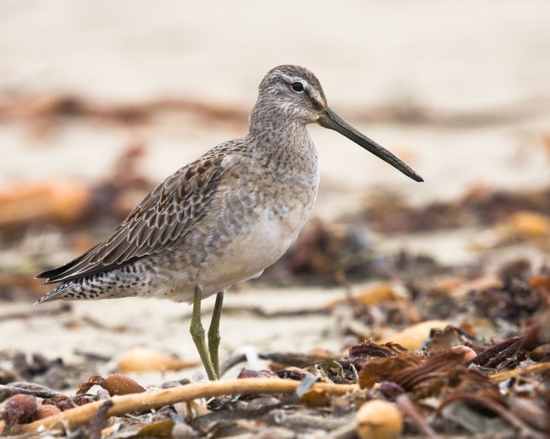 Чернозобик Calidris Alpina