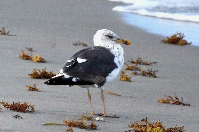 Herring Gull