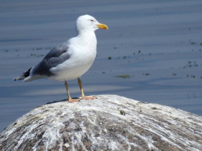 Larus heuglini