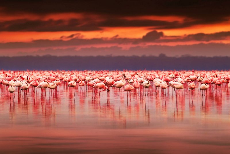 Фламинго на закате (44 фото)