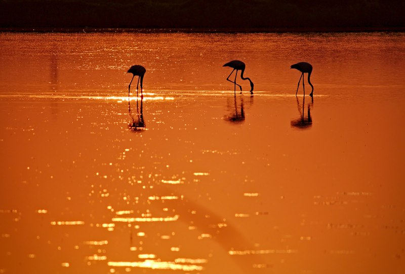 Flamingo at Sunset chrisantella