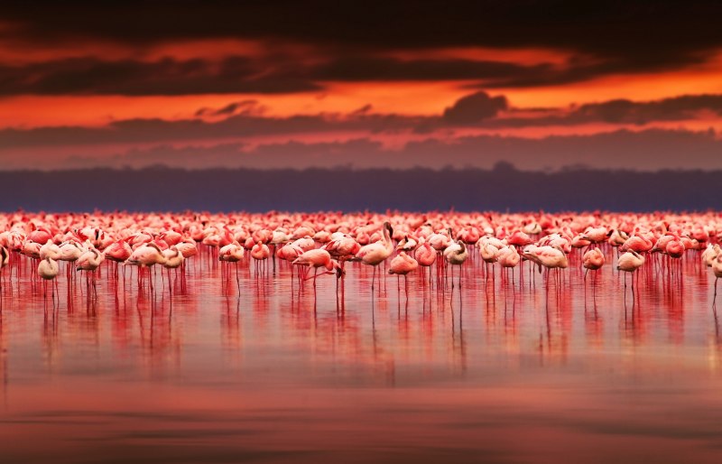 Фламинго National Geographic