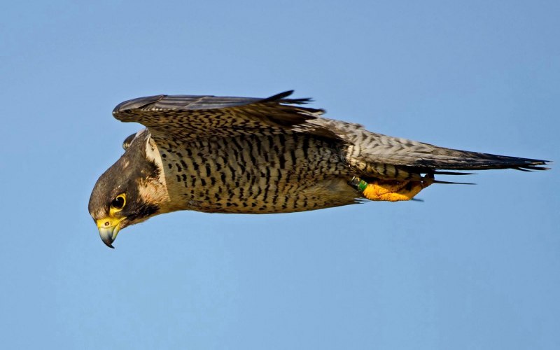 Самой быстрой птицы в мире (46 фото)