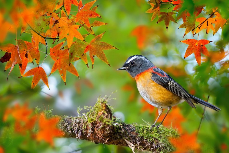 Птицы осенью красивые (45 фото)