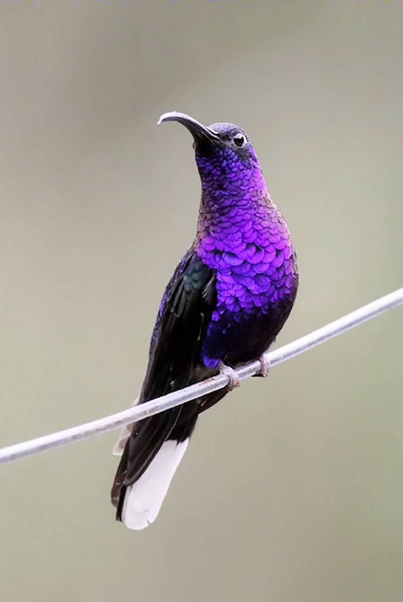 Violet Sabrewing Hummingbird