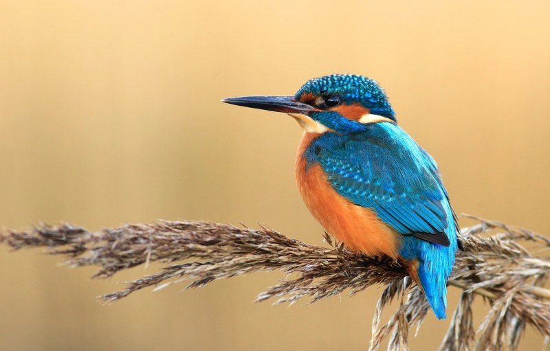 Cyanoptila cyanomelana