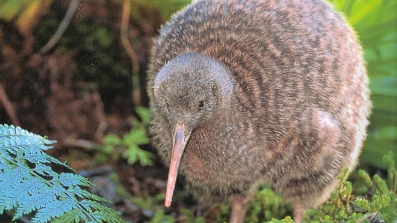 Apteryx haastii