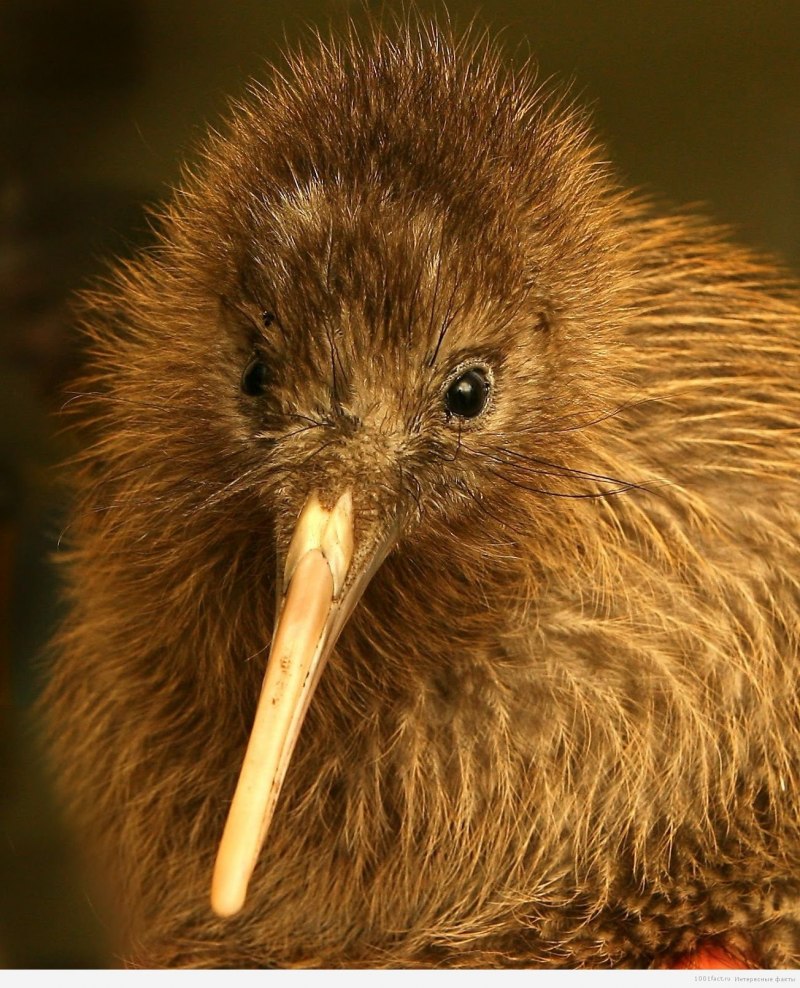 Apteryx haastii