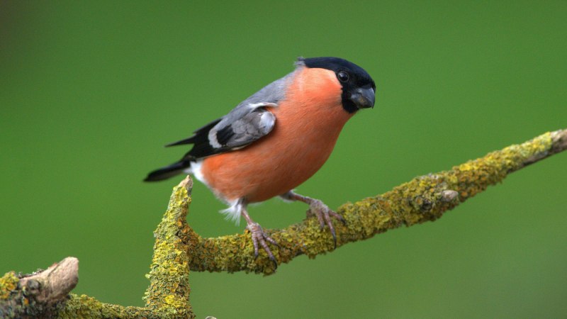 Bucorvus leadbeateri