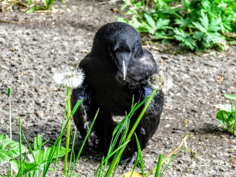 Corvus frugilegus птенцы