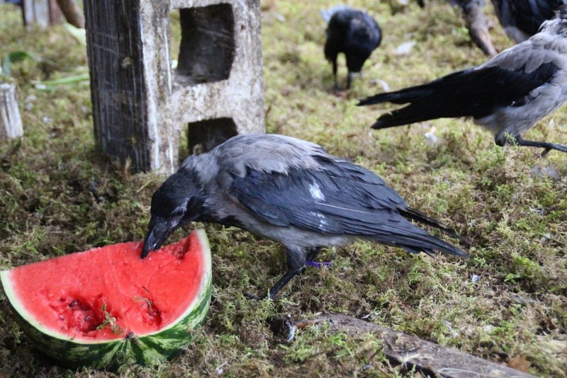 Взъерошенная ворона