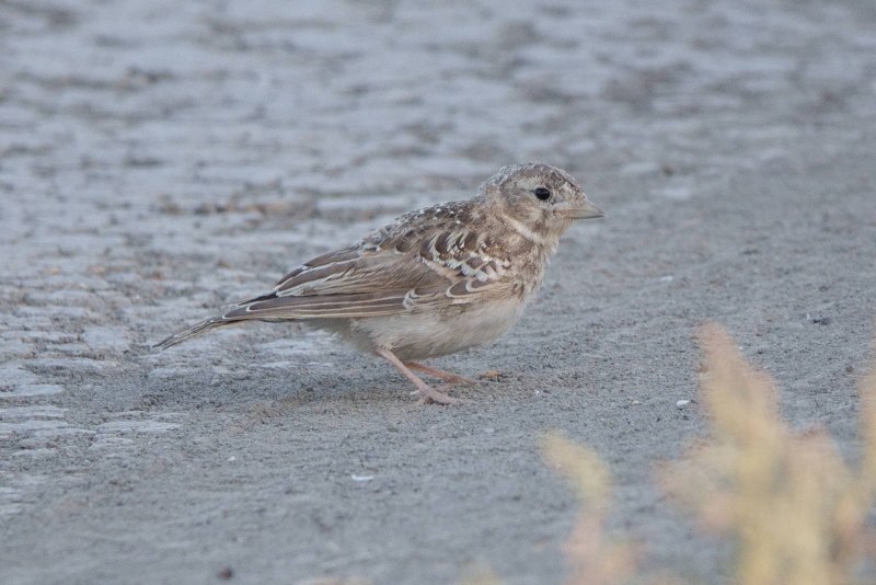 305. Серый Жаворонок (Calandrella rufescens)