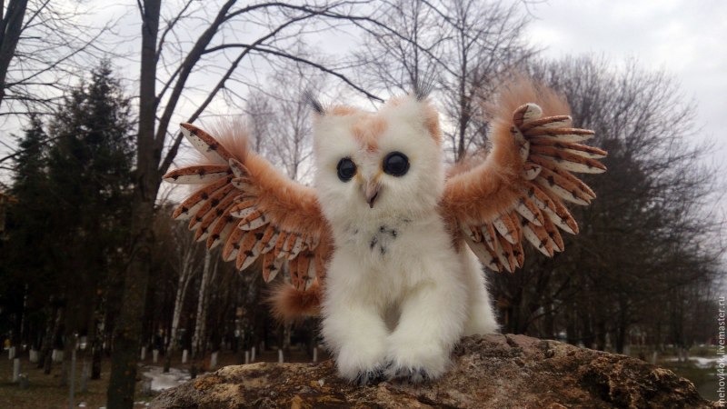 Сова ворует кота