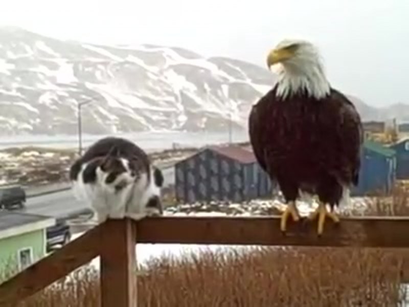 Орел и кошка