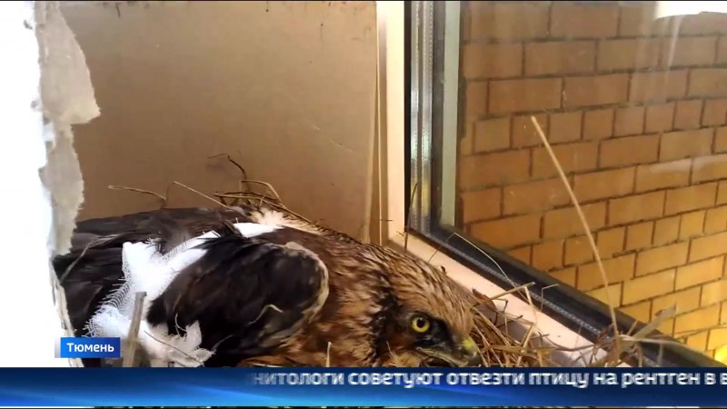 Поймали раненного воробья Оренбург