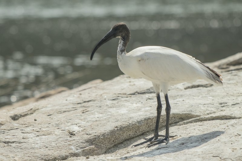 White ibis