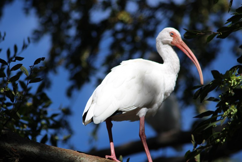 Threskiornis aethiopicus