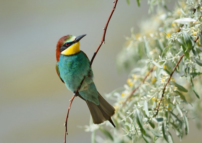 Золотистая щурка merops apiaster