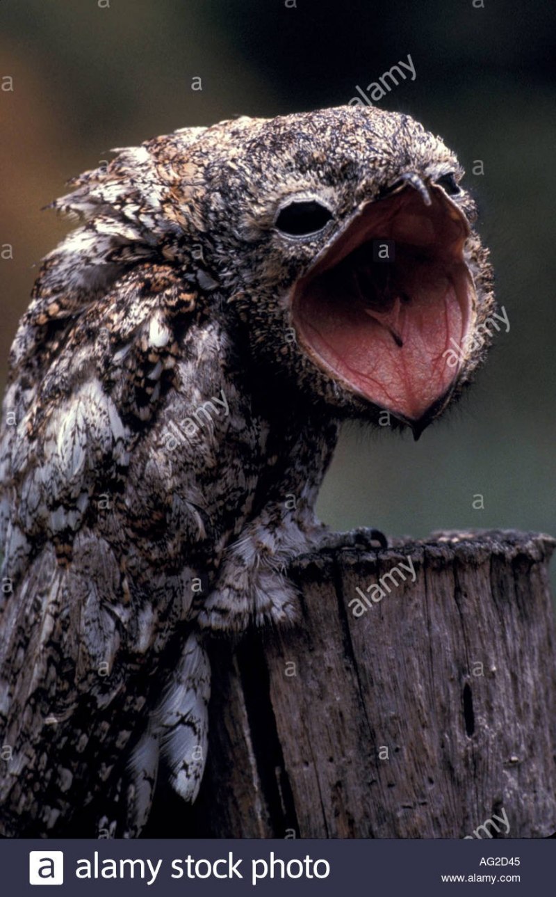 Caprimulgus ruficollis