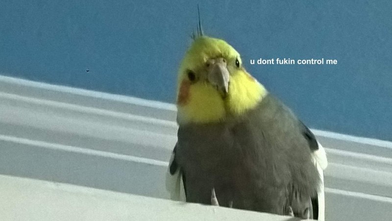 Упоротый попугай