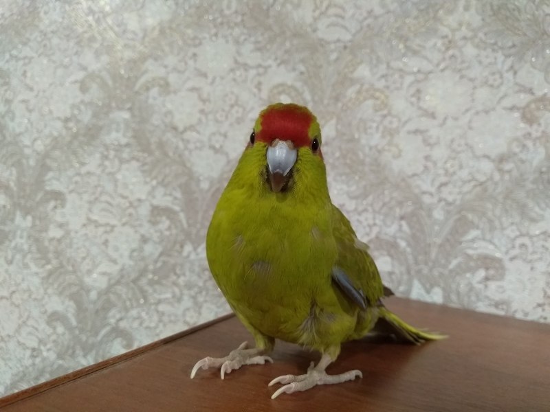 Новозеландский краснолобый какарик