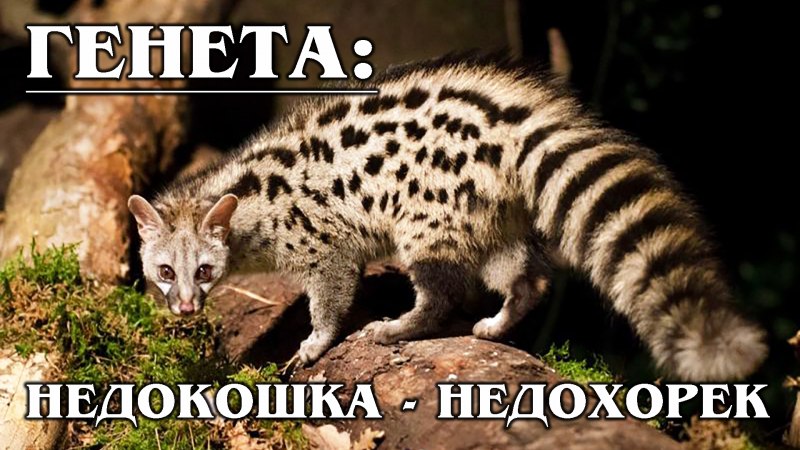 Циветта и генетта