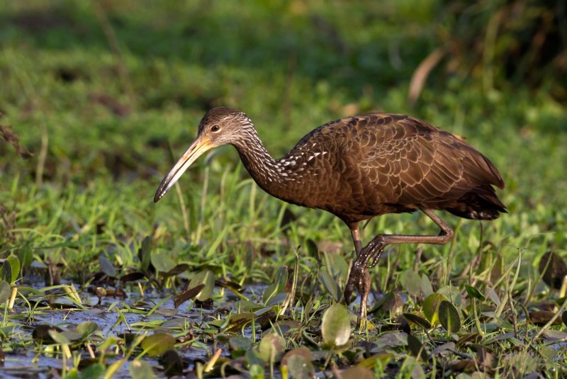 Aramus guarauna