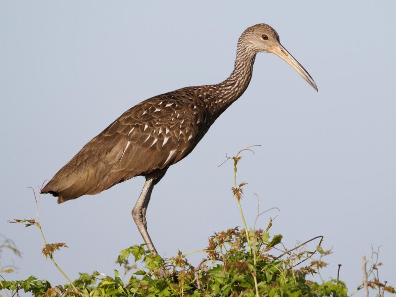 Aramus guarauna