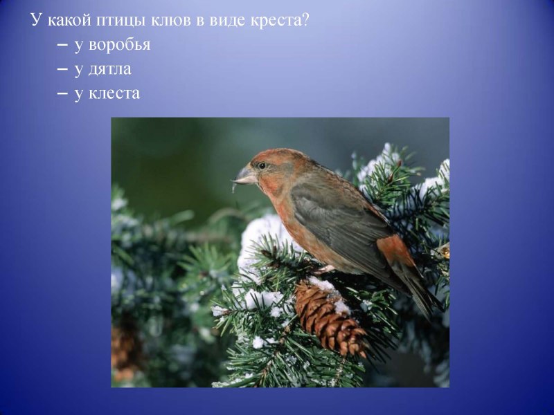 Клест презентация
