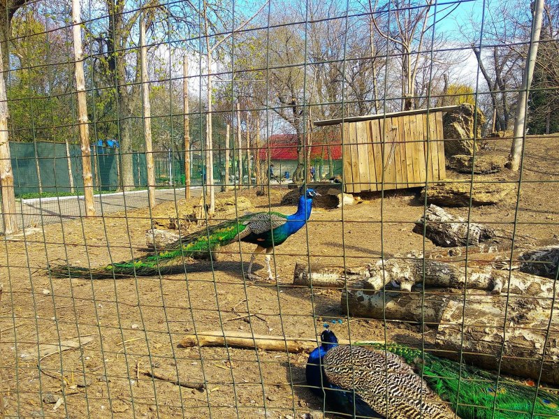 Домик для павлинов