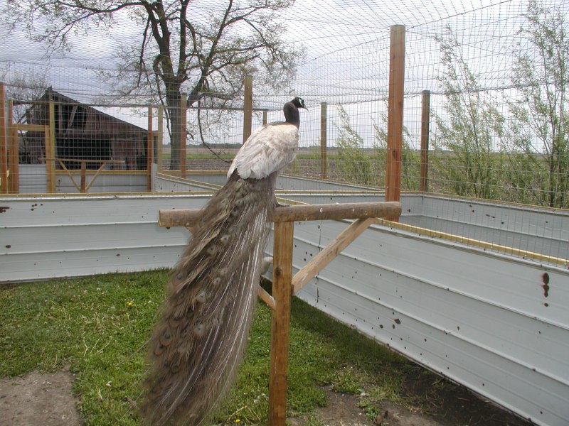 Клетки для павлинов