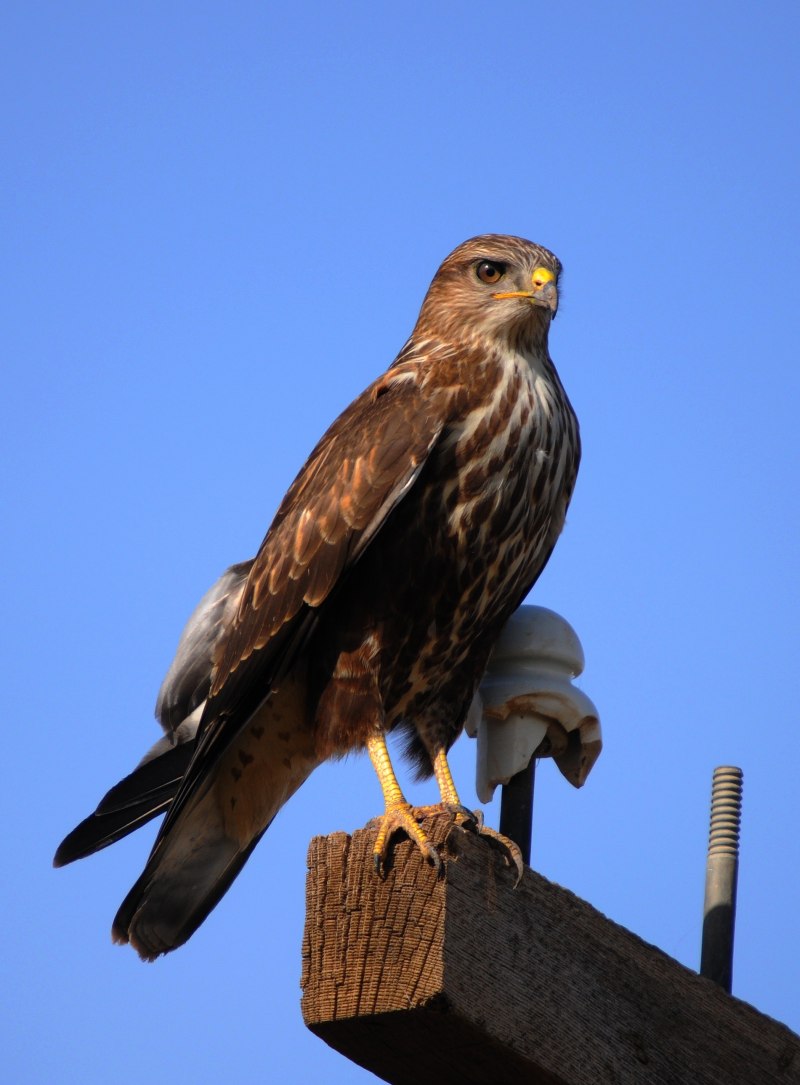 Falco cherrug