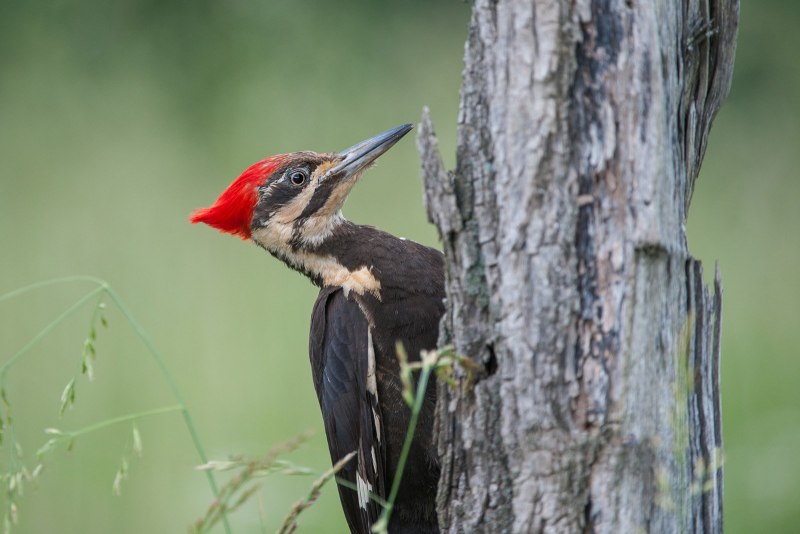 Pileated Woodpecker