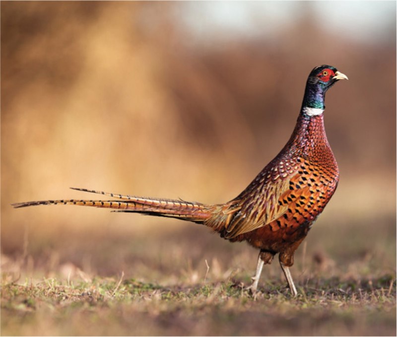 ACSR Pheasant