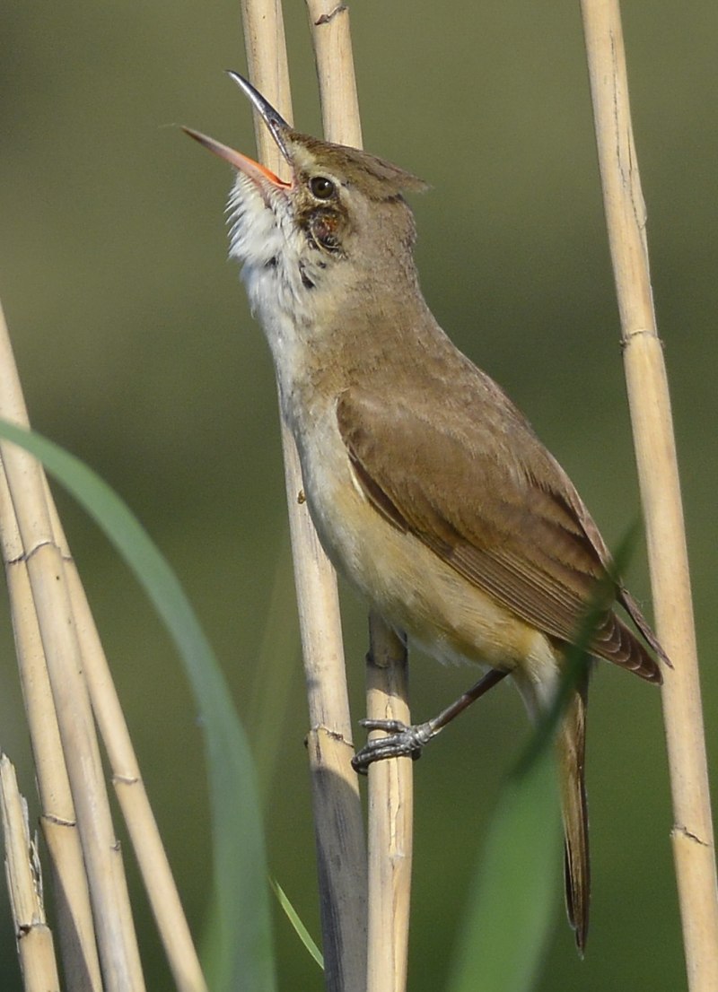Acrocephalus arundinaceus