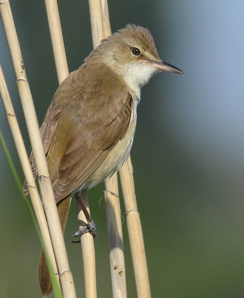 Acrocephalus arundinaceus