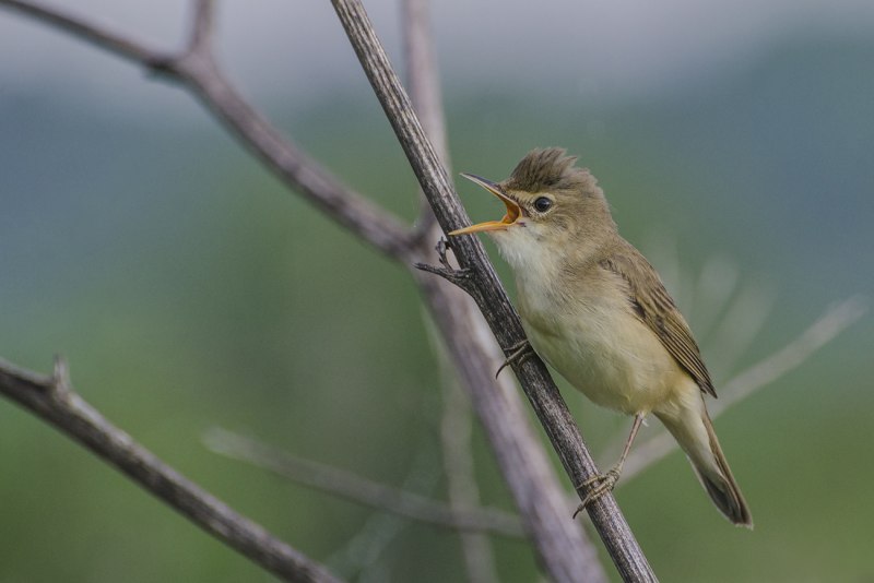 Acrocephalus arundinaceus