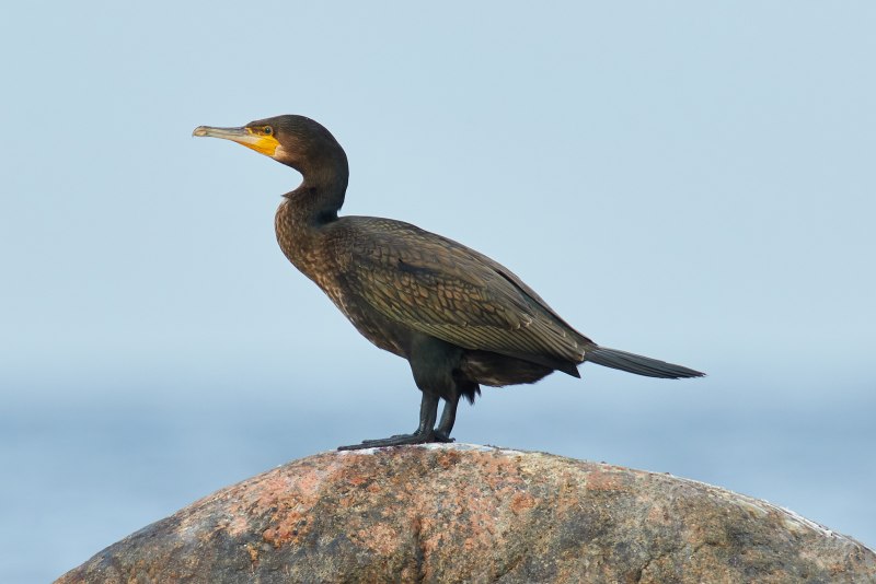 Бакланы Балтийское море
