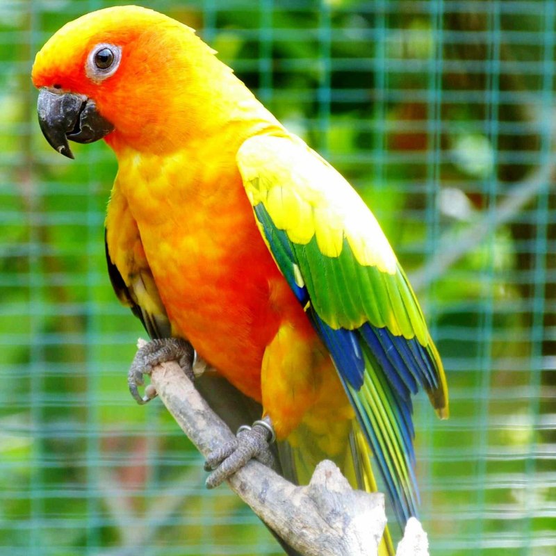 Sun Conure попугай