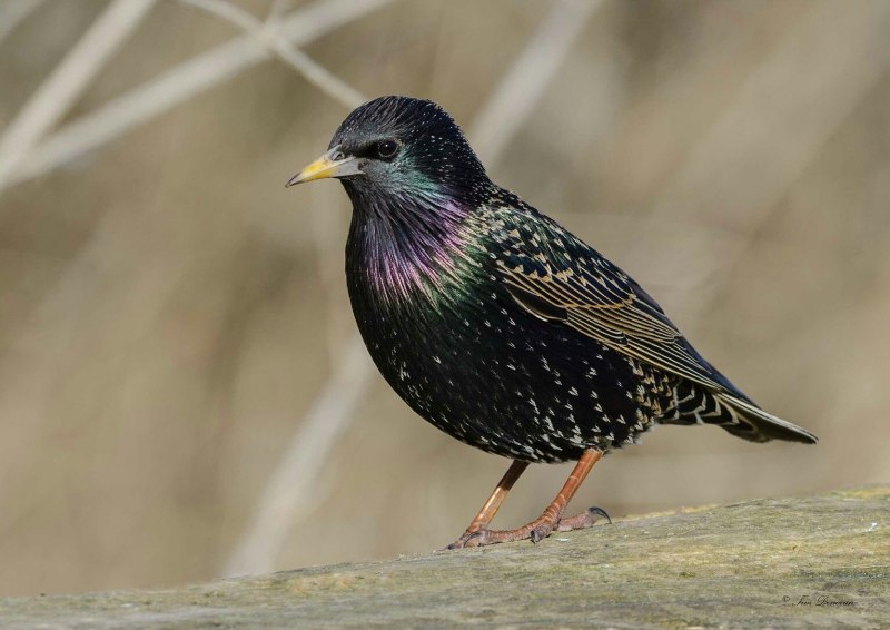 Камбоджийский скворец (Sturnus burmannicus)