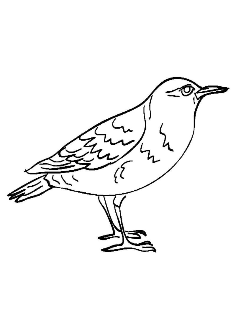 Graurul- (Sturnus vulgaris