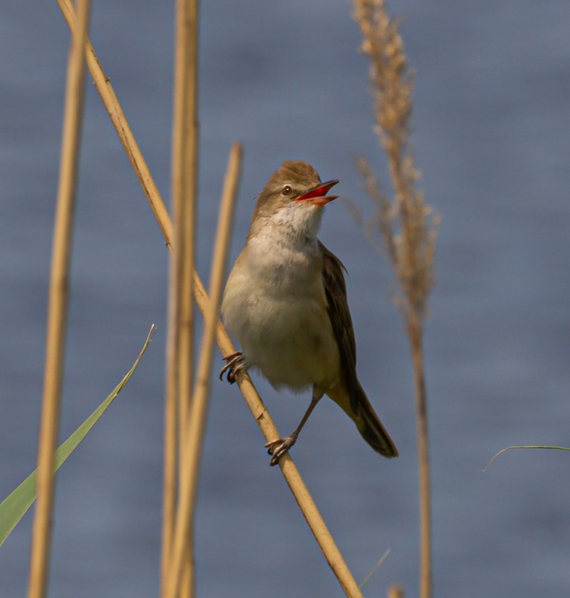 Acrocephalus arundinaceus