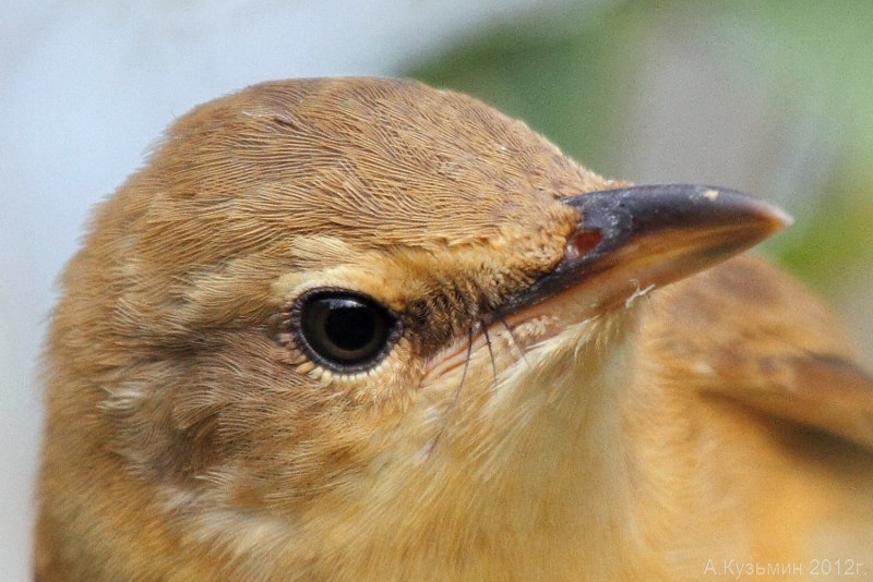 Дроздовидная Камышовка (Acrocephalus arundinaceus)