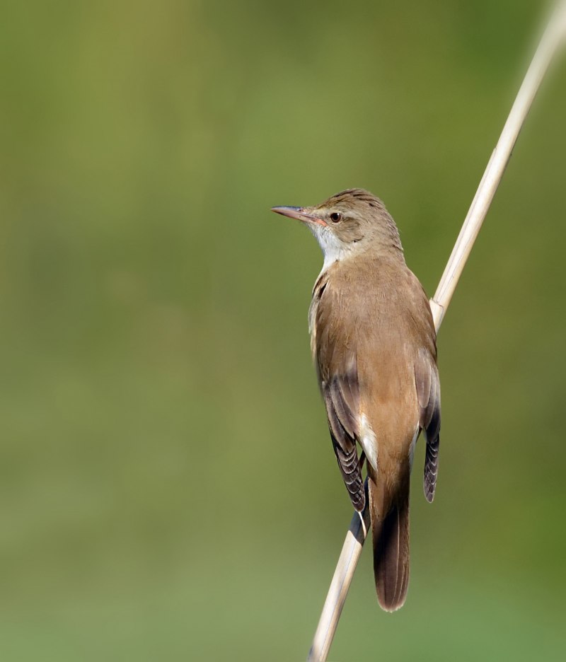 Acrocephalus arundinaceus