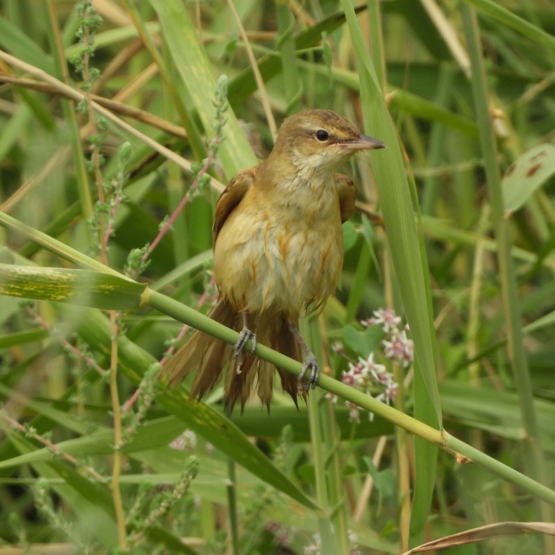 Acrocephalus arundinaceus
