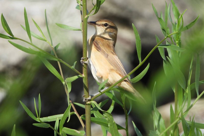 Acrocephalus arundinaceus