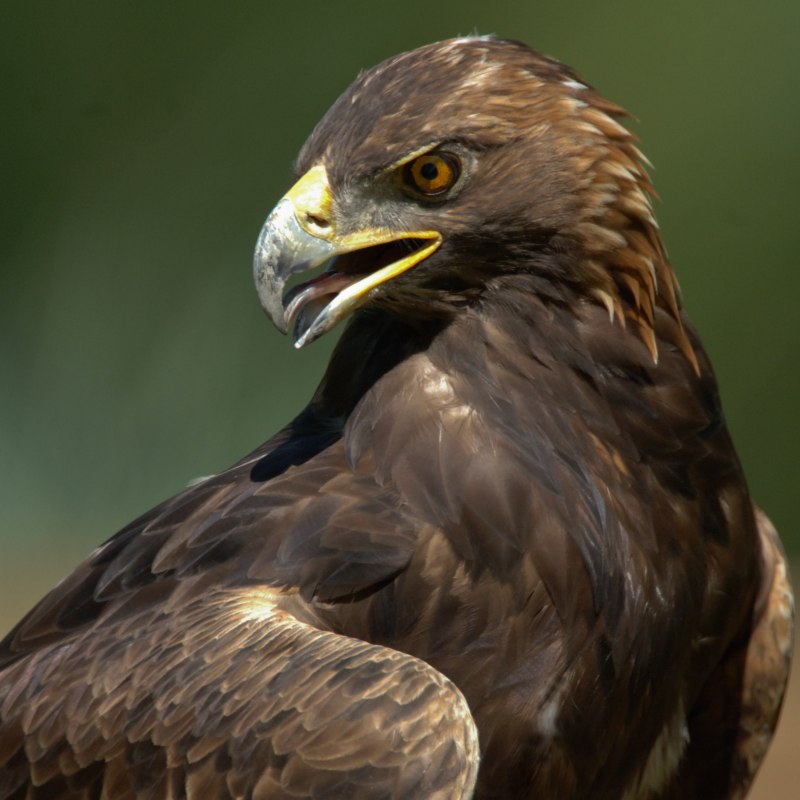 Eagle АС