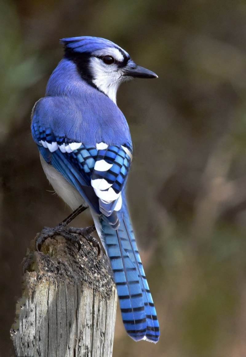 Сойка garrulus glandarius