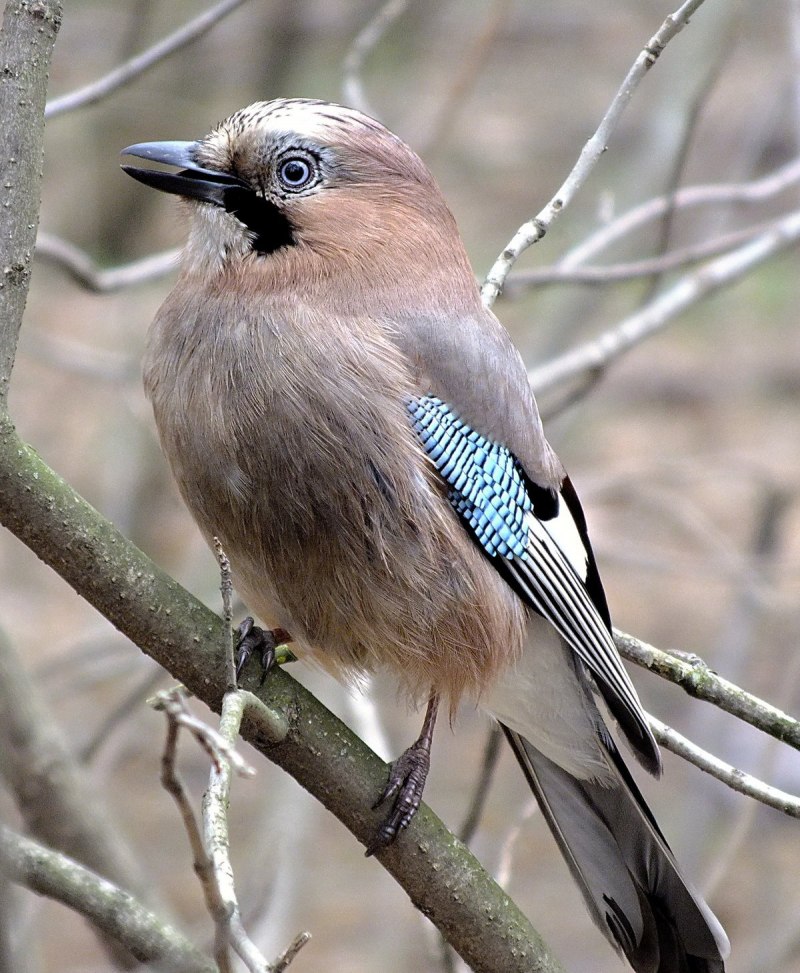 Сойка garrulus glandarius