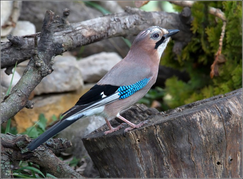 Garrulus glandarius